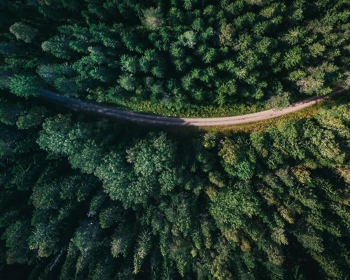 Birds eye view of a Forest